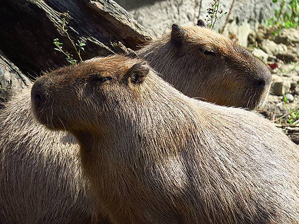 台灣‧台北‧木柵動物園(三)‧雨林館(Taipei Zoo 