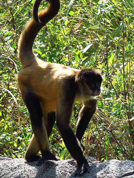 台灣‧台北‧木柵動物園(三)‧雨林館(Taipei Zoo 