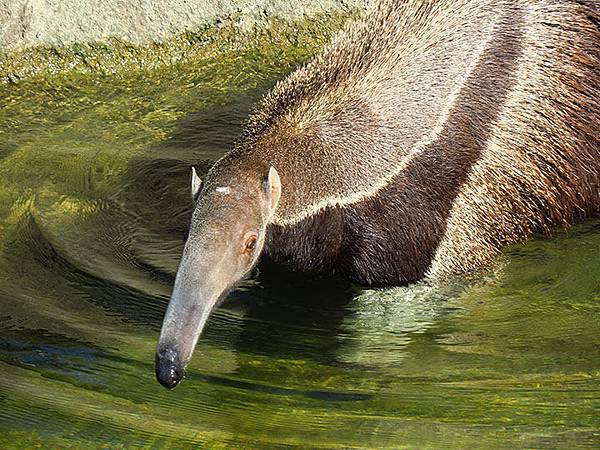台灣‧台北‧木柵動物園(三)‧雨林館(Taipei Zoo 