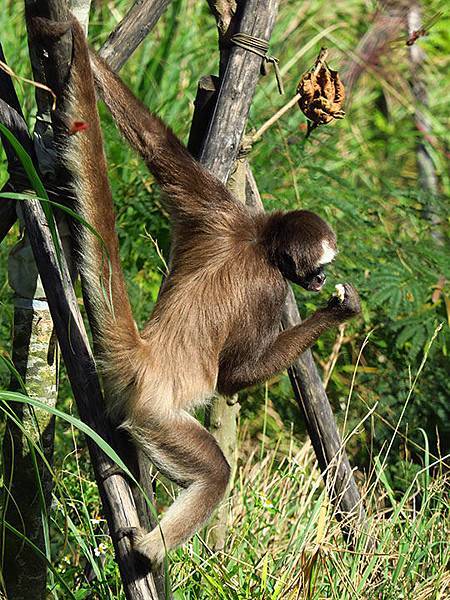 台灣‧台北‧木柵動物園(三)‧雨林館(Taipei Zoo 