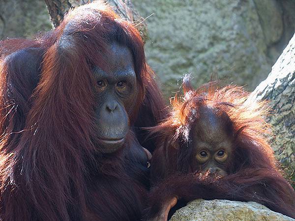 台灣‧台北‧木柵動物園(三)‧雨林館(Taipei Zoo 
