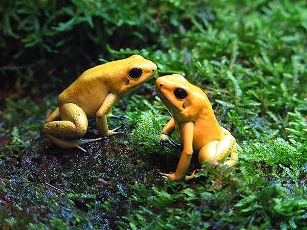台灣‧台北‧木柵動物園(三)‧雨林館(Taipei Zoo 
