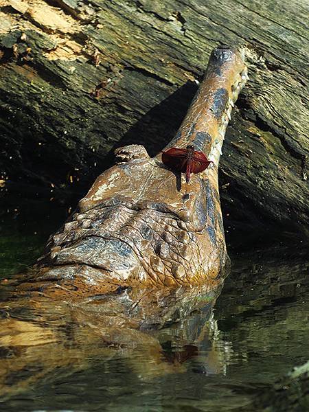 台灣‧台北‧木柵動物園(三)‧雨林館(Taipei Zoo 