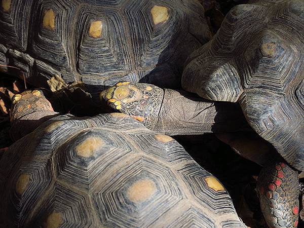 台灣‧台北‧木柵動物園(三)‧雨林館(Taipei Zoo 