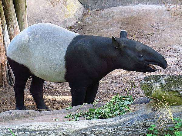 台灣‧台北‧木柵動物園(三)‧雨林館(Taipei Zoo 