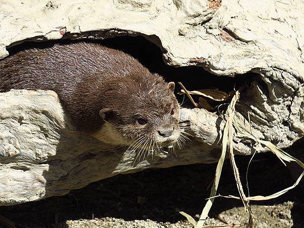台灣‧台北‧木柵動物園(三)‧雨林館(Taipei Zoo 