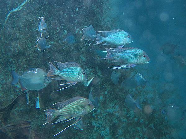台灣‧台北‧木柵動物園(三)‧雨林館(Taipei Zoo 
