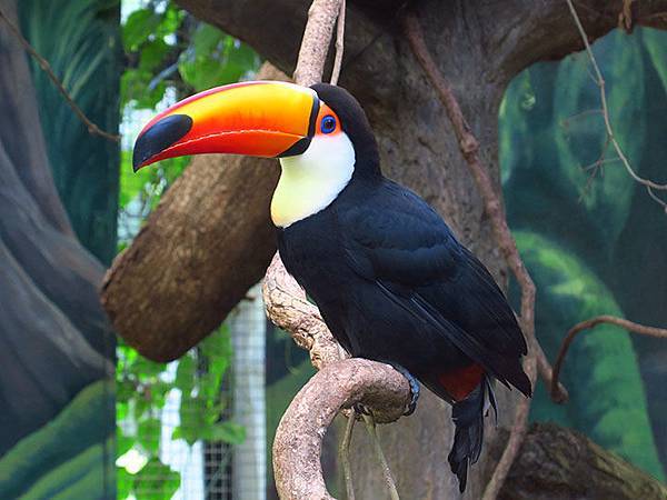 台灣‧台北‧木柵動物園(三)‧雨林館(Taipei Zoo 
