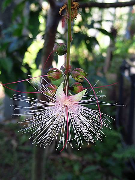 台灣‧台北‧木柵動物園(三)‧雨林館(Taipei Zoo 