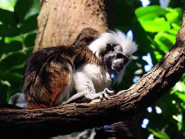台灣‧台北‧木柵動物園(三)‧雨林館(Taipei Zoo 