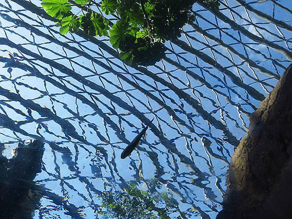 台灣‧台北‧木柵動物園(三)‧雨林館(Taipei Zoo 