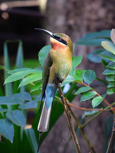 台灣‧台北‧木柵動物園(三)‧雨林館(Taipei Zoo 