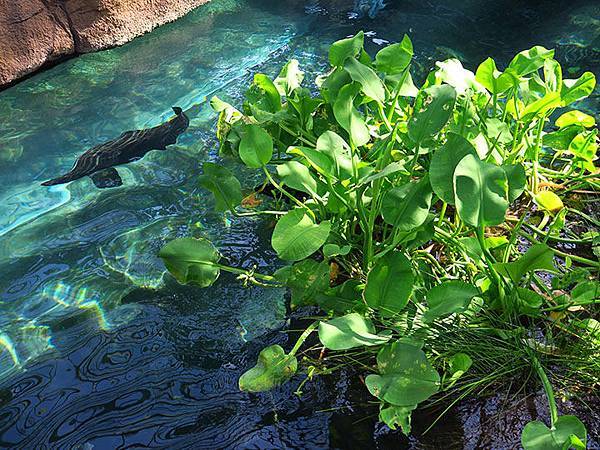 台灣‧台北‧木柵動物園(三)‧雨林館(Taipei Zoo 