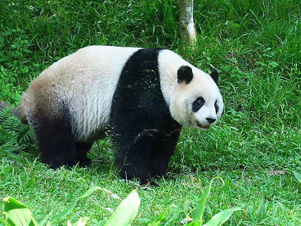 台灣‧台北‧木柵動物園(三)‧雨林館(Taipei Zoo 