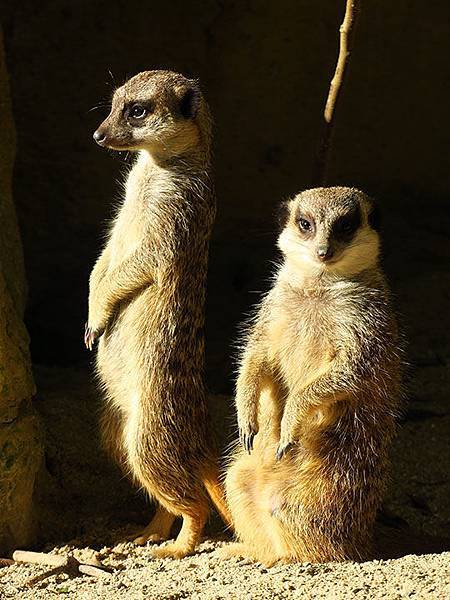 台灣‧台北‧木柵動物園(三)‧雨林館(Taipei Zoo 