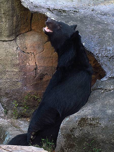 台灣‧台北‧木柵動物園(三)‧雨林館(Taipei Zoo 