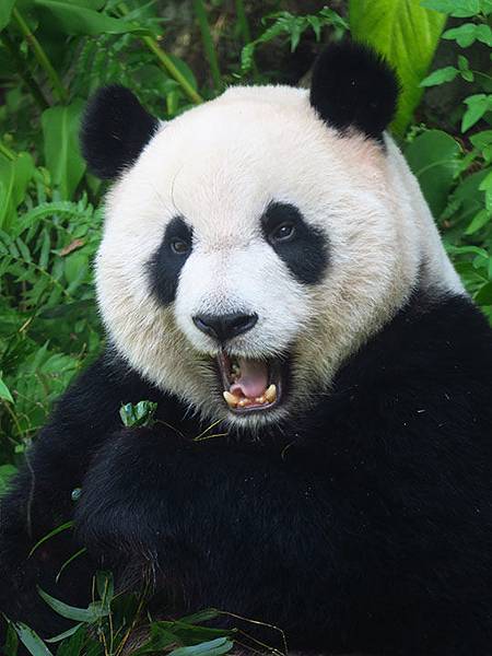 台灣‧台北‧木柵動物園(三)‧雨林館(Taipei Zoo 