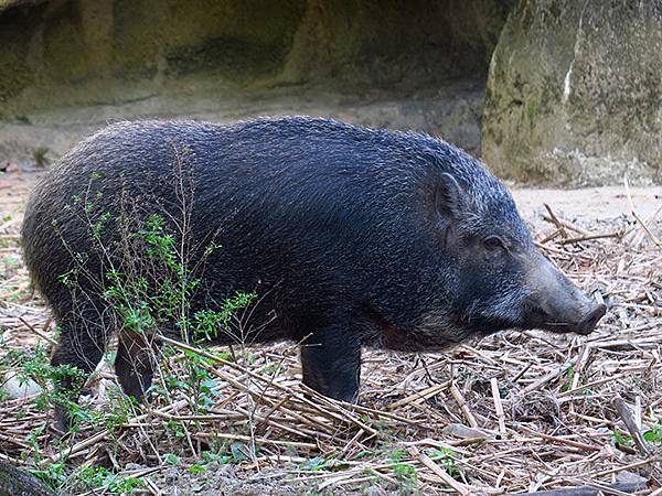 台灣‧台北‧木柵動物園(三)‧雨林館(Taipei Zoo 