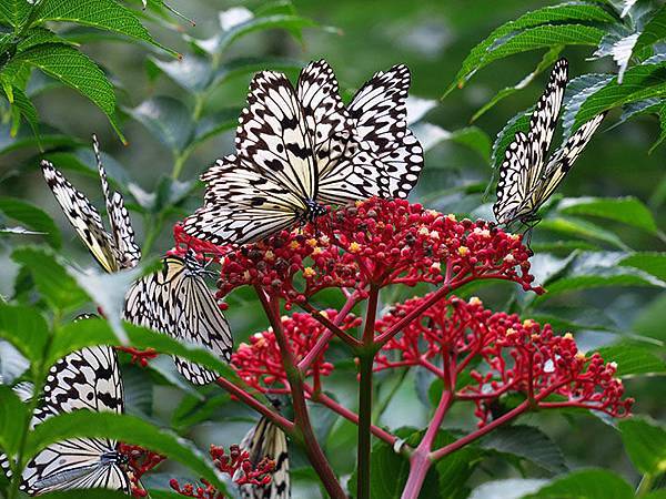 台灣‧台北‧木柵動物園(三)‧雨林館(Taipei Zoo 