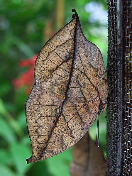 台灣‧台北‧木柵動物園(三)‧雨林館(Taipei Zoo 