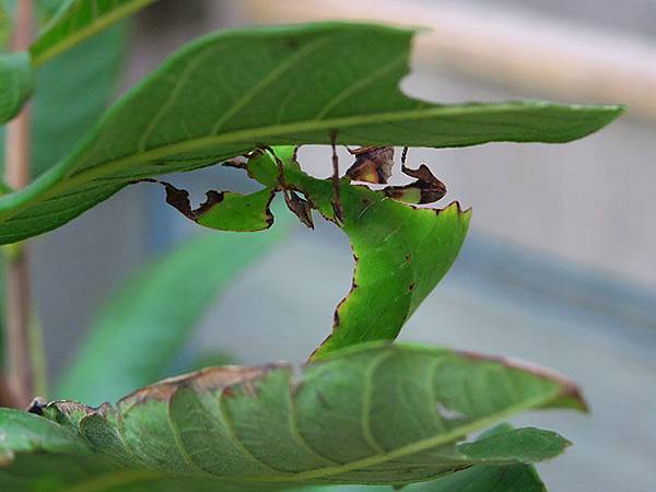 台灣‧台北‧木柵動物園(三)‧雨林館(Taipei Zoo 