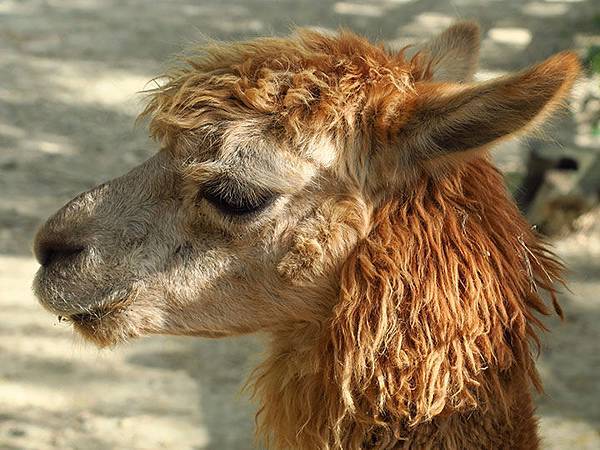 台灣‧台北‧木柵動物園(三)‧雨林館(Taipei Zoo 