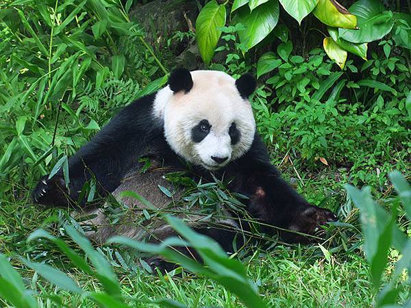 台灣‧台北‧木柵動物園(三)‧雨林館(Taipei Zoo 