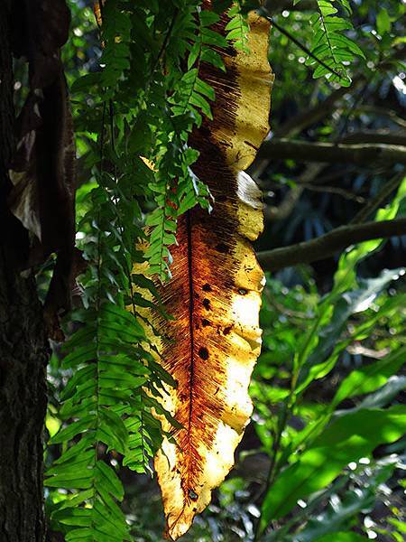 台灣‧台北‧木柵動物園(三)‧雨林館(Taipei Zoo 