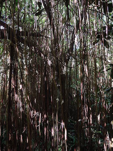 台灣‧台北‧木柵動物園(三)‧雨林館(Taipei Zoo 