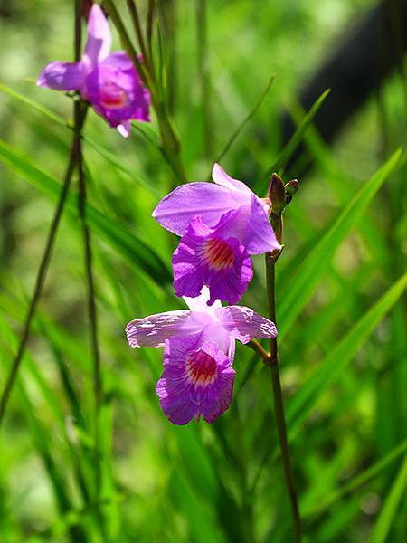 台灣‧台北‧木柵動物園(三)‧雨林館(Taipei Zoo 