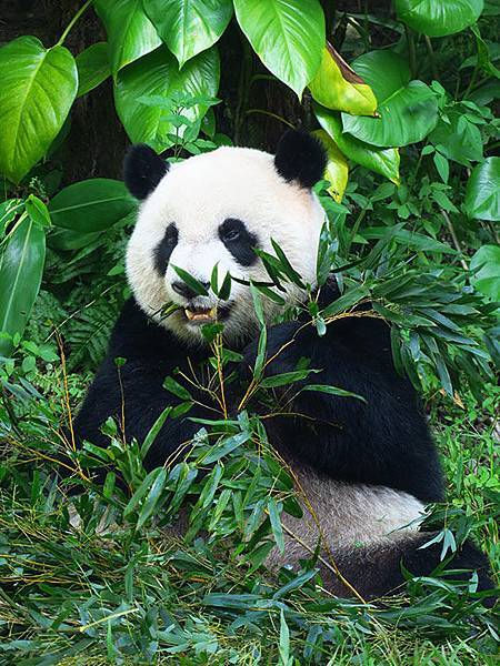 台灣‧台北‧木柵動物園(三)‧雨林館(Taipei Zoo 