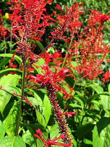 台灣‧台北‧木柵動物園(三)‧雨林館(Taipei Zoo 