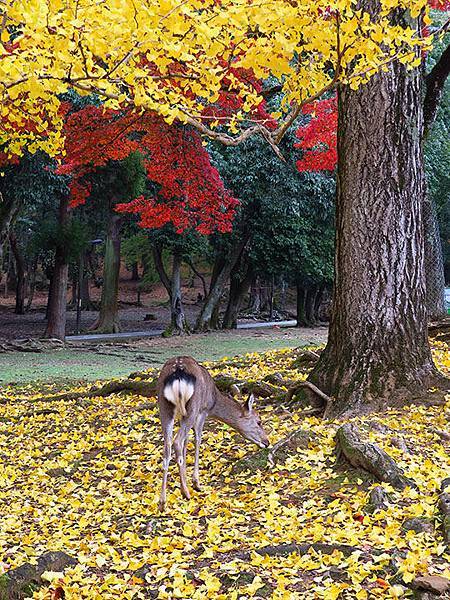 Nara park a4.JPG