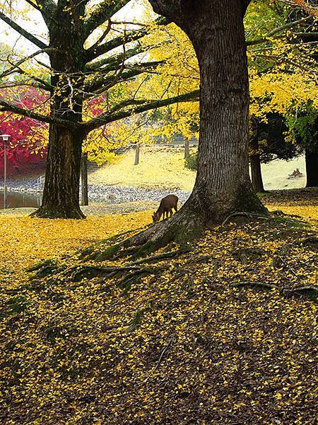 Nara park a8.JPG