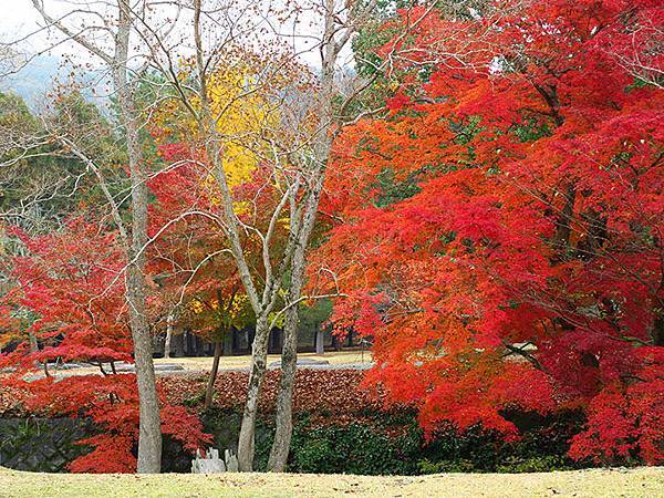 Nara park b2.JPG