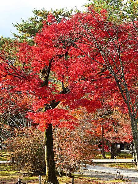 關西賞楓 九 京都 四 仁和寺 妙心寺 Ninna Ji Myoshin Ji Confusingstone的部落格 痞客邦 關西賞楓 九 京都 四 仁和寺 妙心寺 Ninna Ji Myoshin Ji Confusingstone的部落格 痞客邦