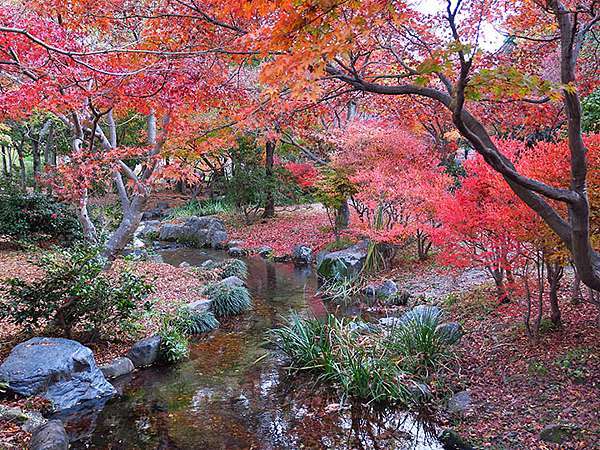 關西賞楓 十六 京都 十一 梅小路公園 Umekoji Park Confusingstone的部落格 痞客邦