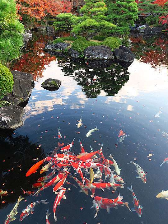 關西賞楓 十八 姬路 下 好古園 Koko En Himeji Confusingstone的部落格 痞客邦 關西賞楓 十八 姬路 下 好古園 Koko En Himeji Confusingstone的部落格 痞客邦