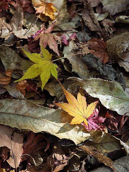 Shodoshima j5.JPG Shodoshima j5.JPG