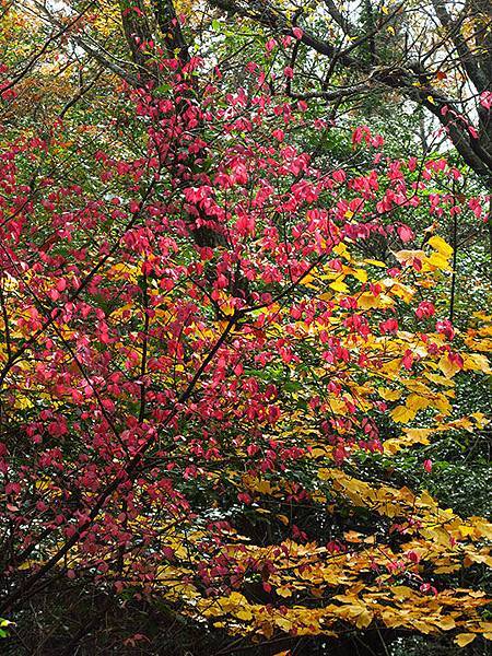 Shodoshima j2.JPG Shodoshima j2.JPG