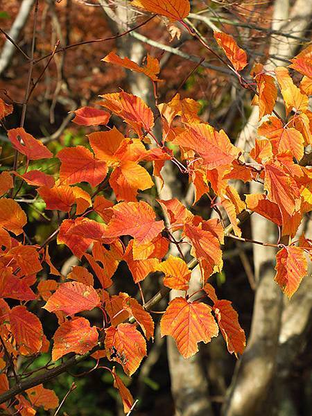 Shodoshima l4.JPG Shodoshima l4.JPG