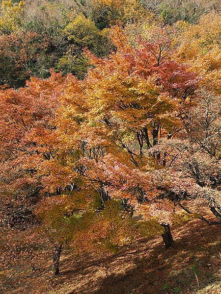 Shodoshima l5.JPG Shodoshima l5.JPG