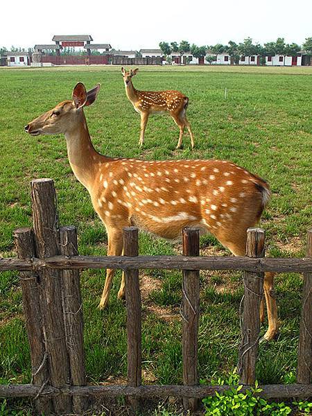 Anyang c5.JPG Anyang c5.JPG