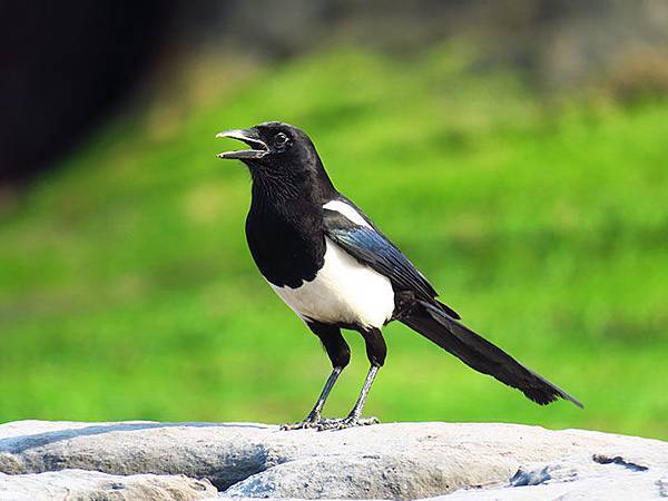 Yehliu f5.JPG Yehliu f5.JPG