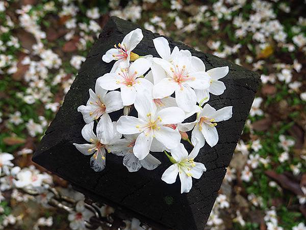 Xizhi a5.JPG Xizhi a5.JPG