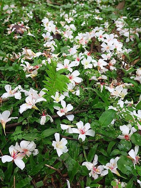 Xizhi a4.JPG Xizhi a4.JPG