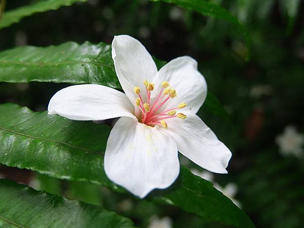 Xizhi a1.JPG Xizhi a1.JPG