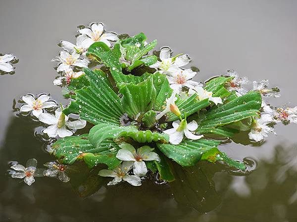 Xizhi a6.JPG Xizhi a6.JPG