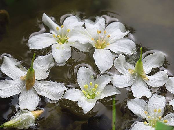 Xizhi a7.JPG Xizhi a7.JPG