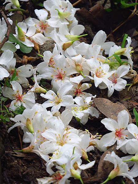 Xizhi a8.JPG Xizhi a8.JPG